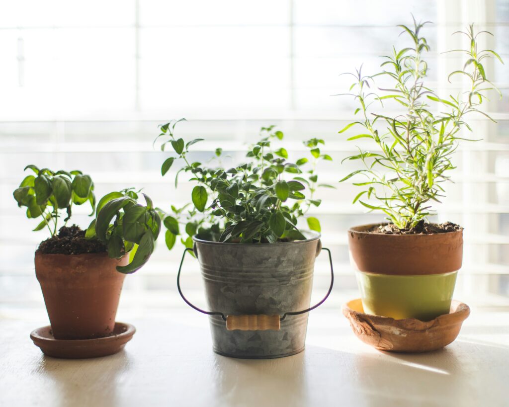 homesteading skills for moms – indoor herb garden featuring basil, oregano, and rosemary pots