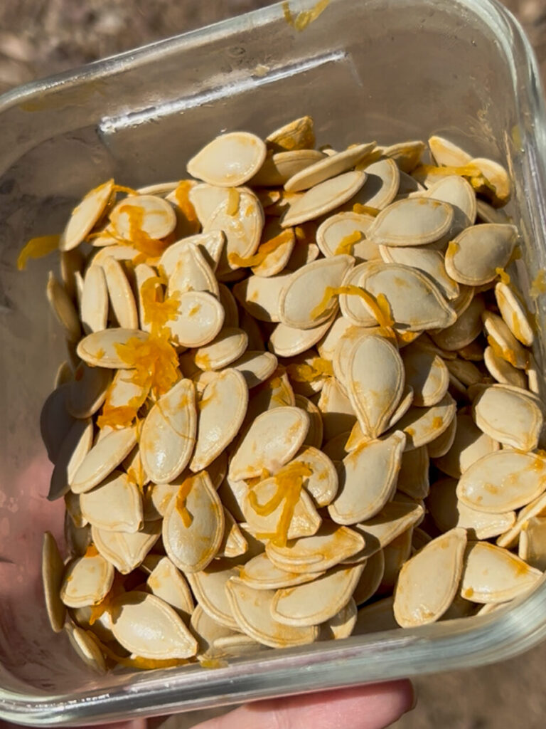 Pumpkin Seeds for Roasting